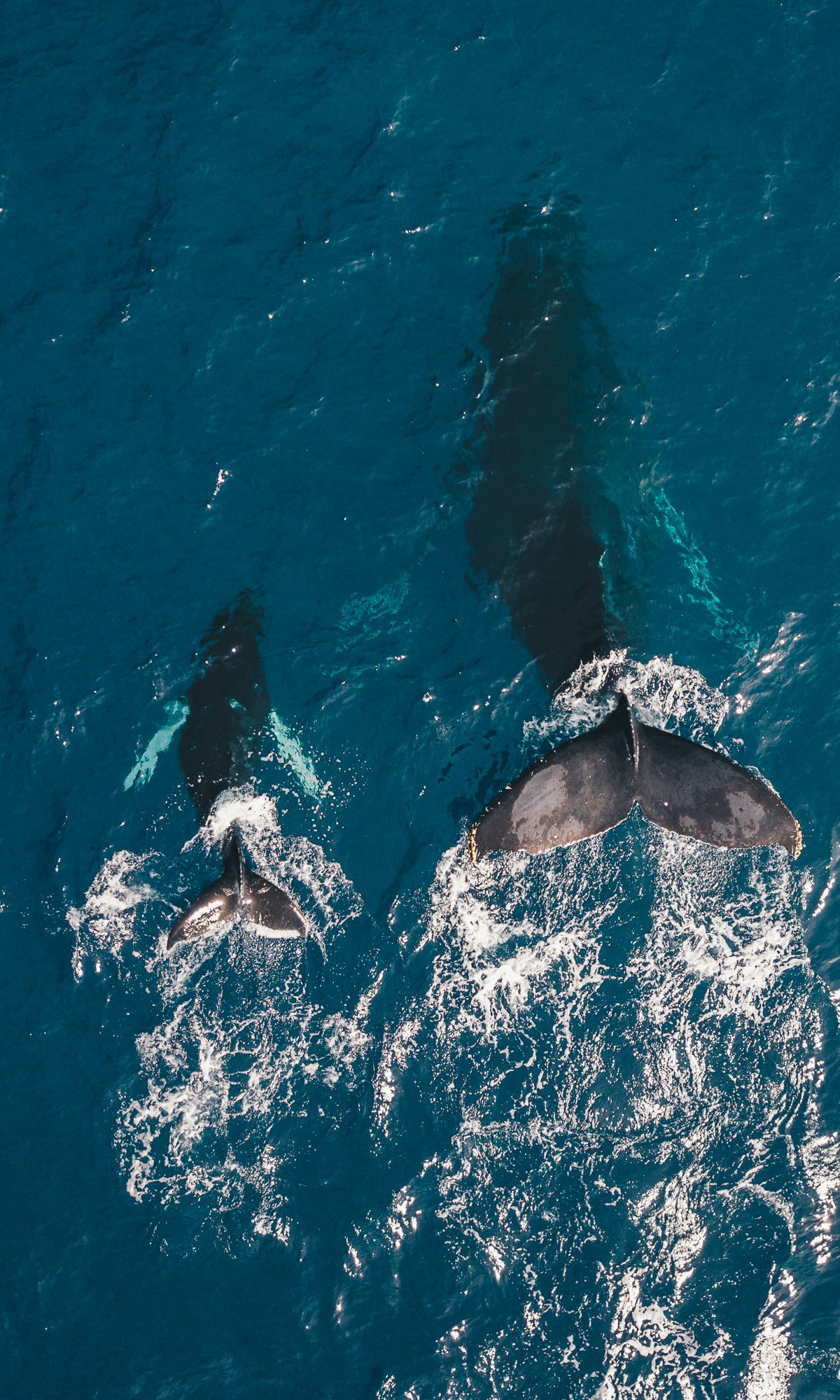 oahu whales